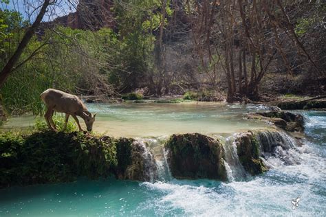 The 5 Amazing Waterfalls Of Havasu Canyon Bearfoot Theory