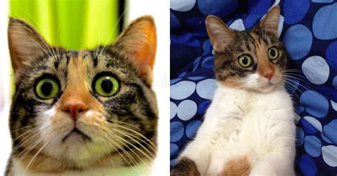 That's enough jogging for me for today. My Cat Is Incapable Of Looking Calm | Bored Panda