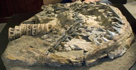 Study: White Shark May Have Evolved from Mako Shark | Paleontology
