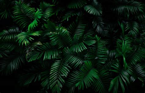 163 Background Green Jungle Images And Pictures Myweb