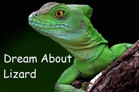Dream About Lizard What Does It Mean When You Dream About Lizard