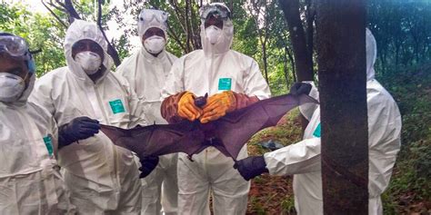 The fight against nipah virus represented a crucial test of kerala's substantial public healthcare as india grieves the deaths of over a 150 children in bihar, kerala's response to nipah virus inspires. Nipah Virus: Situation Not Alarming Anymore, Says Kerala ...