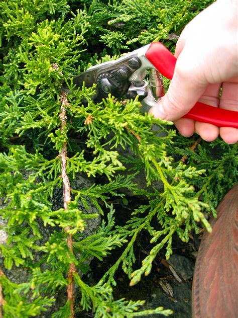 Prune In June Well Sometimes Wondering What When And How To Prune