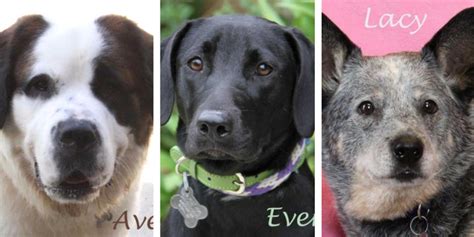 Almost home animal rescue league 25503 clara lane southfield, mi 48034 email: 10 Great Places to Adopt a Dog in Southeast Michigan ...