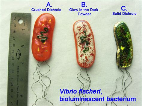 Vibrio Fischeri Bacteria By Trilobiteglassworks On Deviantart