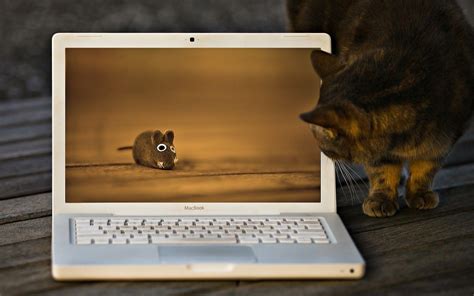 Funny Laptop Wallpapers Wallpaper Cave