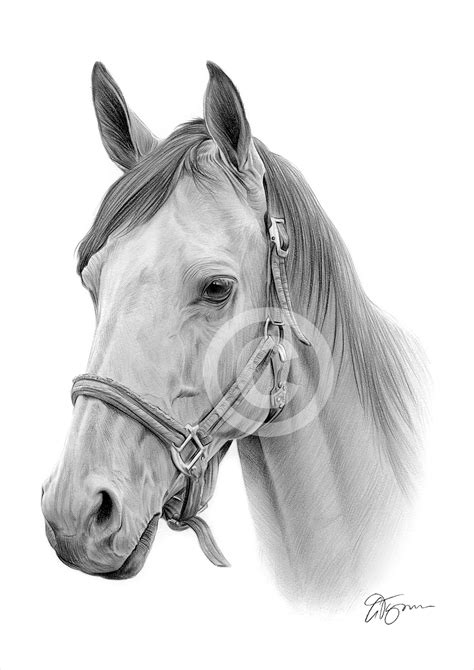 Pencil Drawing Horse Picture Pencildrawing2019