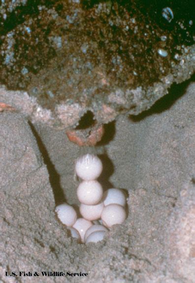How many eggs do immediately after the time of baby green sea turtles hatching, their life is in danger and predators like. Archie Carr National Wildlife Refuge