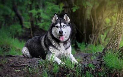 Husky Siberian Forest Dog Wallpapers Animal Desktop