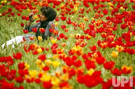 Photo Iranians Visit Colorful Tulip Garden In Gachsar Irn20080502101