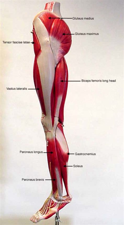Leg Muscle Diagram Anterior
