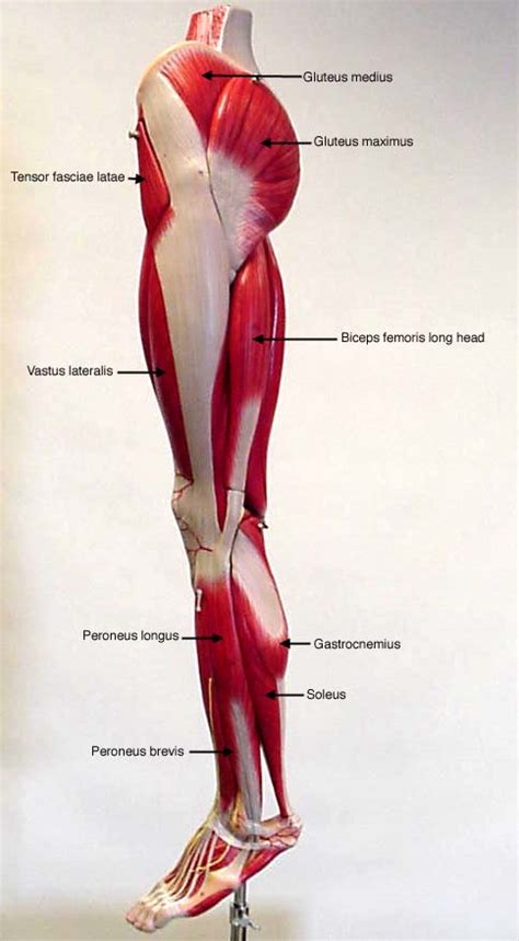 labeled lateral view of leg - muscles | Leg muscles anatomy, Muscle