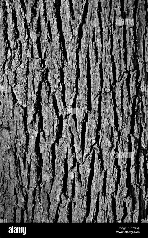 Bark Tree Bark Black And White Stock Photos And Images Alamy