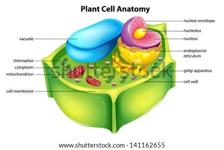 We did not find results for: Illustration Showing Plant Cell Anatomy Stock Vector ...