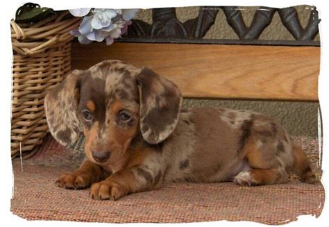 Pin By Jeri Chavez On Doxies Dachshund Puppies Dachshund Puppy