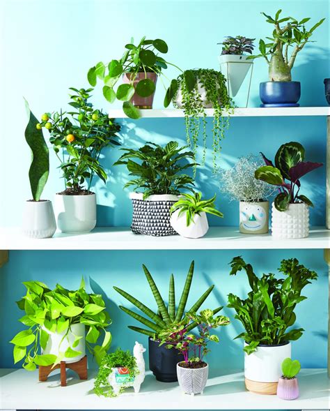 Easiest Plants To Care For F