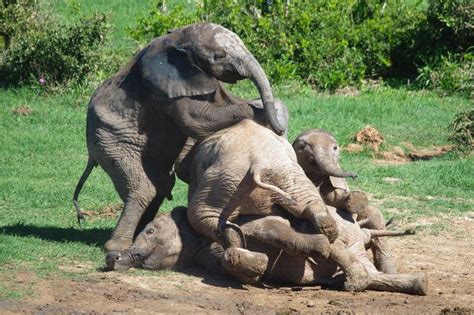 Two Elephants Are Playing With Each Other In The Dirt And Green Grass