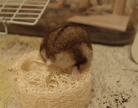 Hamster Butt Straw Hamster Butts Know Your Meme