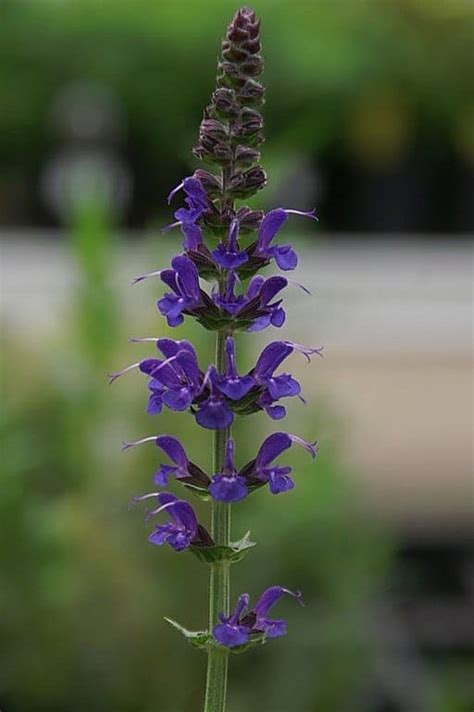 New fall 2021 collection — shop spring hill nursery & save up to 30% on select items. 18 Low Maintenance Perennials