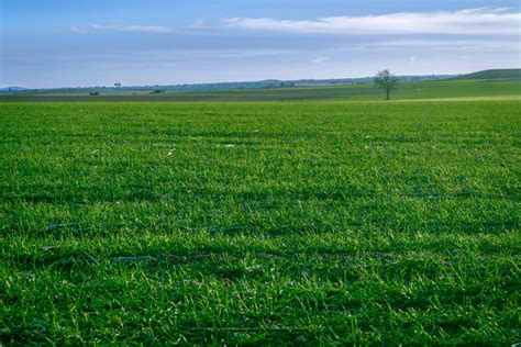 Free Images Landscape Tree Nature Horizon Marsh Light Plant