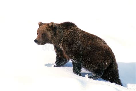 Grizzly Bear Walking In Fresh Snow Ursus Arctos Alaska Denali