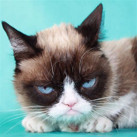 Grumpy Cat On Grumpy Cat Humor Grumpy Cat Grumpy Cat Meme