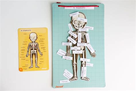 Aprendiendo Anatomía Con Bodymagnet De Janod Imprimible Blog De