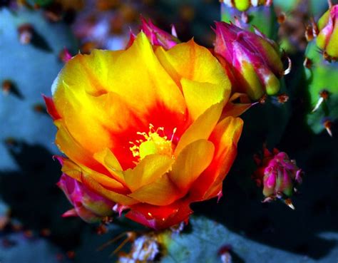 We did not find results for: Sonoran Desert #2 | Flowers, Plants, Cactus