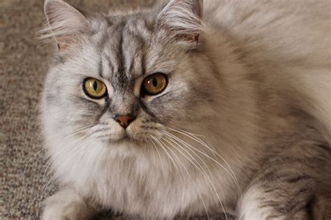 Domestic Longhair Cat Facts