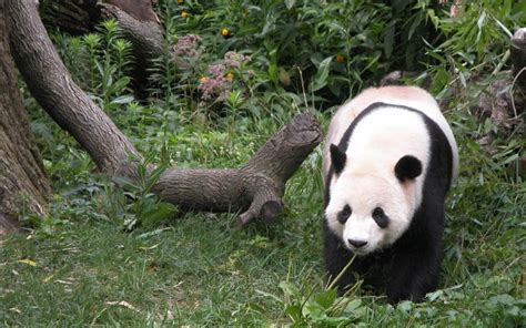 Tapeta Na Monitor Zvířata Panda Medvěd Strom Pobočka Divoký