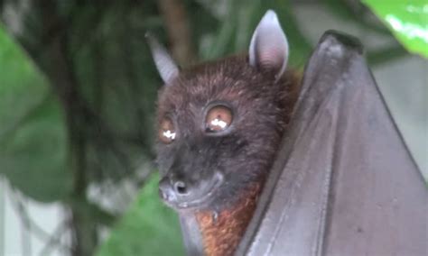 How To Get Rid Of Bats Chiroptera Control Different Methods To Kill