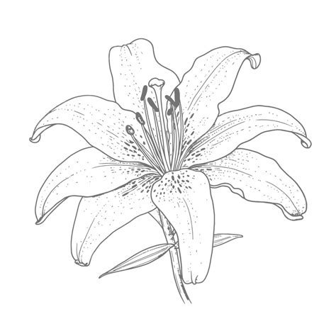 An Ink Line Drawing Of A Lily Outline Sketch Vector Realistic Lily