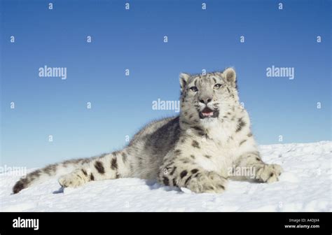 Snow Leopard Panthera Uncia Lying Down On Snow Stock Photo Alamy