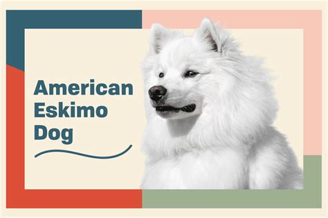 American Eskimo Dog Breed Information And Characteristics