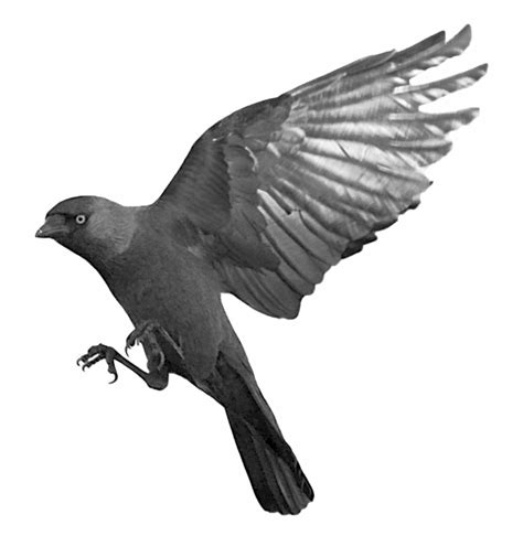 Free Crows Flying Png Download Free Crows Flying Png Png Images Free Cliparts On Clipart Library
