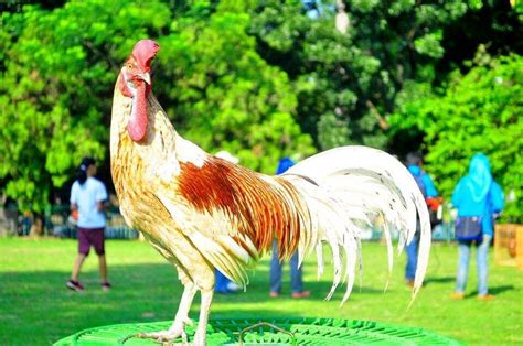 Pakan untuk ayam brahma memang cenderung sederhana tapi, bukan berarti bisa sembarang makanan yang diberikan. √ Ayam Bekisar | Ciri-Ciri, Jenis, Makanan, Suara, Cara ...