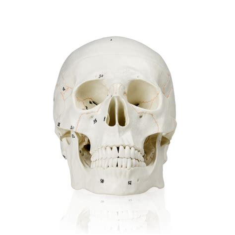 A cartilaginous mould begins to grow this is why raising your eyebrows can create the appearance that the back of the head is moving. VAL221-CC3 Numbered Human Skull with Carrying Case ...