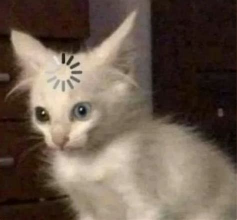 Gatito procesando | Cat memes, Animal memes, Cute memes