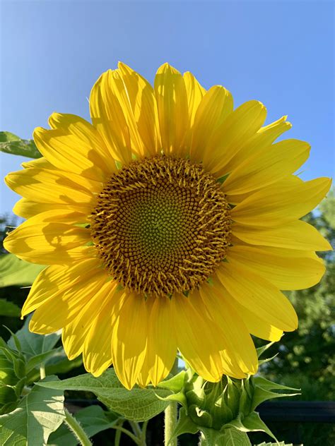 Happy Sunflower 🌻 Scrolller
