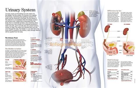 Infografía El Sistema Urinario Infographics90
