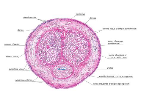 Male Genital System 2 Photograph By Asklepios Medical Atlas Pixels Merch