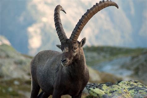 Alpine Ibex Animals Wiki Fandom