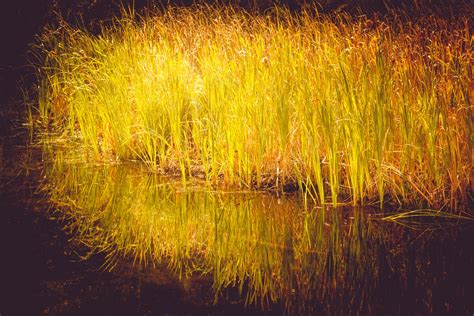 Reeds In Autumn Free Stock Photo Public Domain Pictures