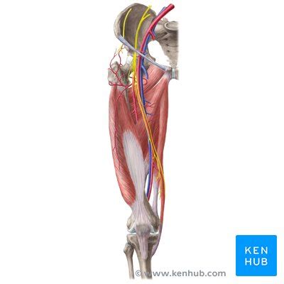 Artérias e nervos dos membros inferiores Anatomia Kenhub