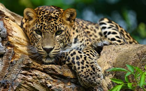 95 Gambar Hewan Jaguar Gratis Terbaru - Gambar Hewan