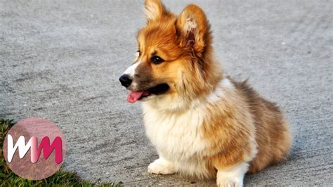 Top 5 Reasons You Should Get A Dog - YouTube