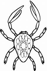 Crab Coloring Printable Animal Animalplace sketch template