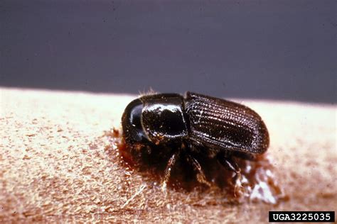 Southern Pine Beetle Dendroctonus Frontalis Coleoptera Curculionidae 3225035