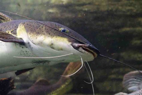 Why Do Catfish Have Whiskers Explained Fishingvista