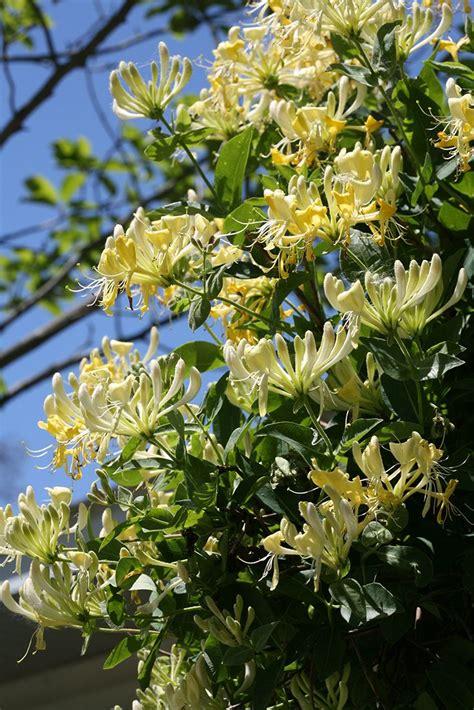 Maybe you would like to learn more about one of these? Pin on I come to the garden alone...